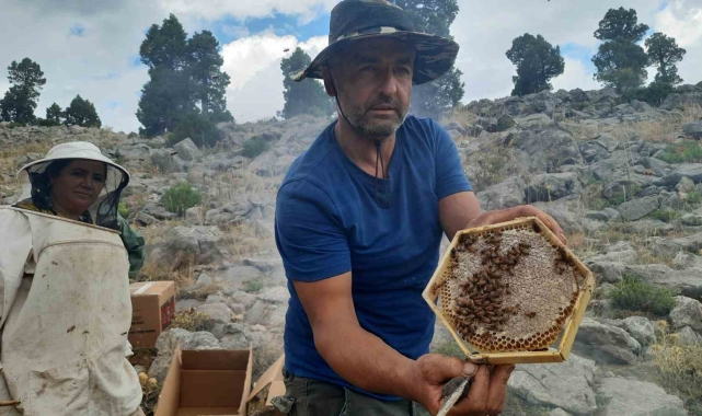 Toros Dağlarının zirvelerinde ayı korkusundan ballar erken hasat edildi