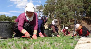 Türkiye'nin ormanları bozkırda yeşeriyor