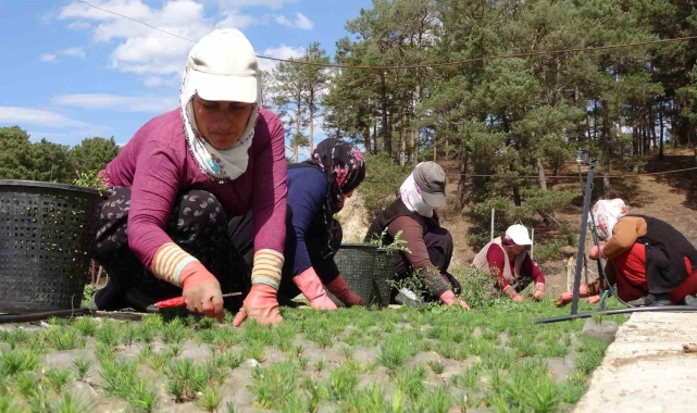 Türkiye'nin ormanları bozkırda yeşeriyor