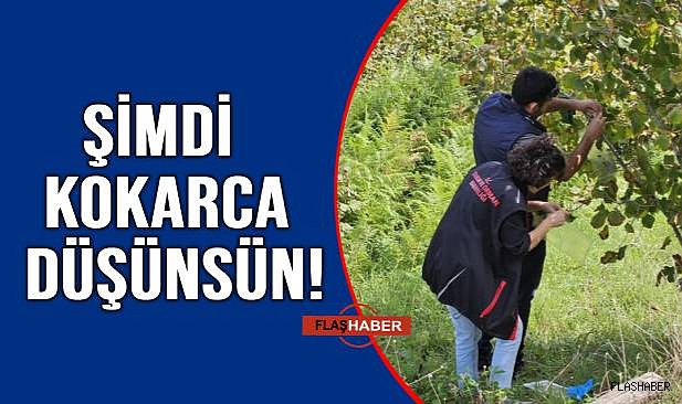 TUZAKLAR YENİLENDİ!