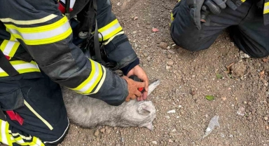 Yanan evdeki kediyi itfaiye ekibi kurtarıldı
