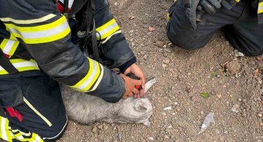 Yanan evdeki kediyi itfaiye ekibi kurtarıldı