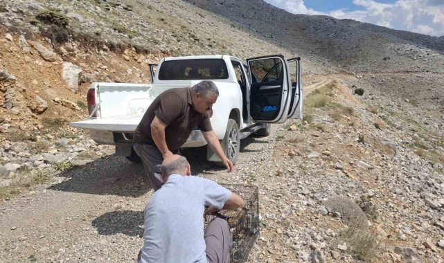 Yaralı bulunan kızıl şahin tedavi edilerek doğaya salındı