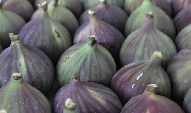 Yarışmacılar, birinci olmak için Bursa siyah inciriyle hünerlerini sergiledi