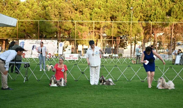 Yarışmaya katılan köpekler dikkat çekti