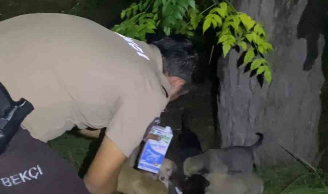 Yavru köpeklerin karnını doyuran bekçiler yürekleri ısıttı