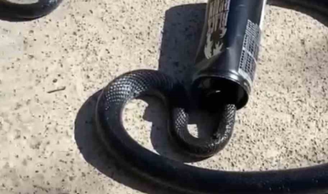 Yılanın başı teneke kutuya sıkıştı, itfaiye kurtardı