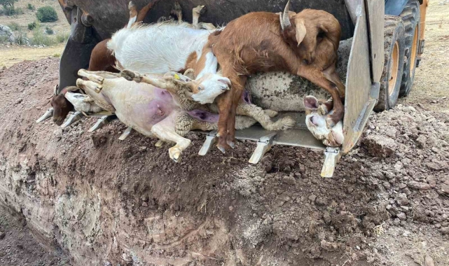 Yıldırım düşmesi sonucu 30 küçükbaş hayvan telef oldu