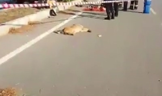Yola çıkan köpek kazaya neden oldu: 1 ölü, 2 yaralı
