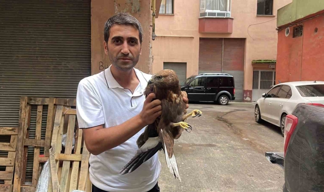 Yolda yaralı kartal buldu, sağlığına kavuşması için ekiplere teslim etti