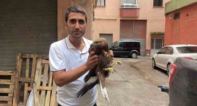 Yolda yaralı kartal buldu, sağlığına kavuşması için ekiplere teslim etti