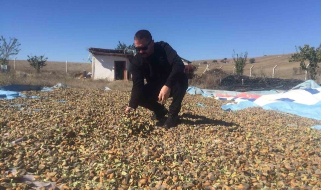 Yozgat'ta badem hasadı başladı