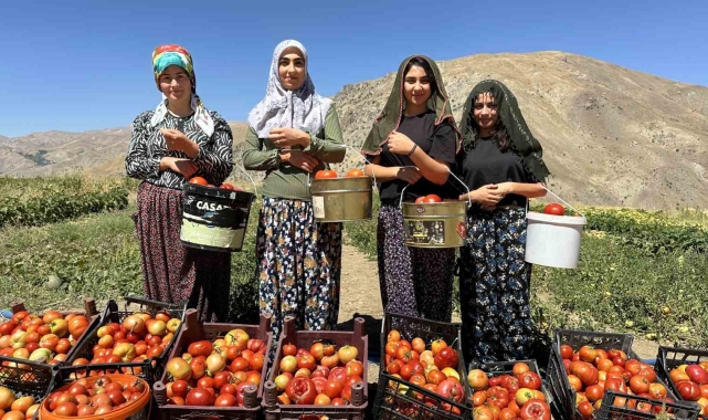 Yüksekova'da kadınların eliyle domates hasadına başlandı