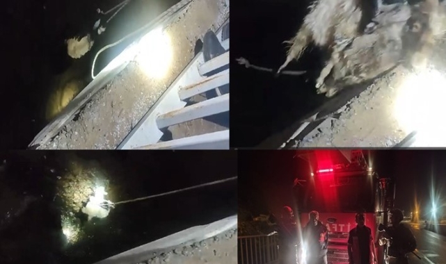 Zap Suyu'nda nefes kesen oğlak kurtarma operasyonu