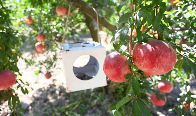 Zararlılarla mücadelede kullanılan akıllı böcekler gıda güvenliğini artırdı