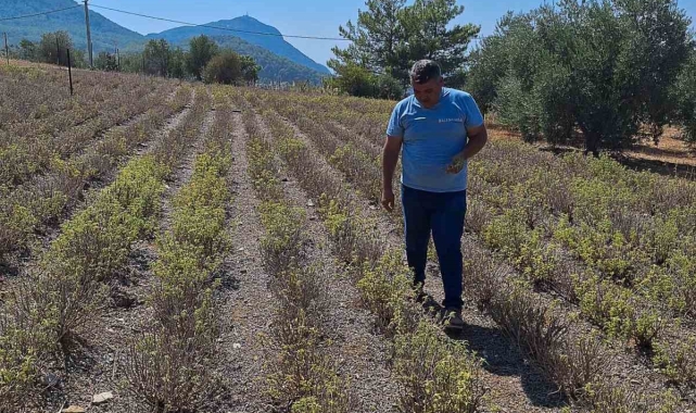 Zerdaçal üretimi Ortaca'da gelişiyor