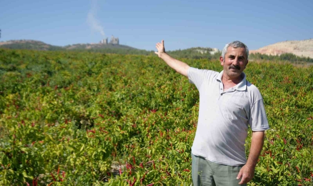 160 yıldır aynı tohumdan üretilen acı kırmızıbiberin verimi bu yıl düştü