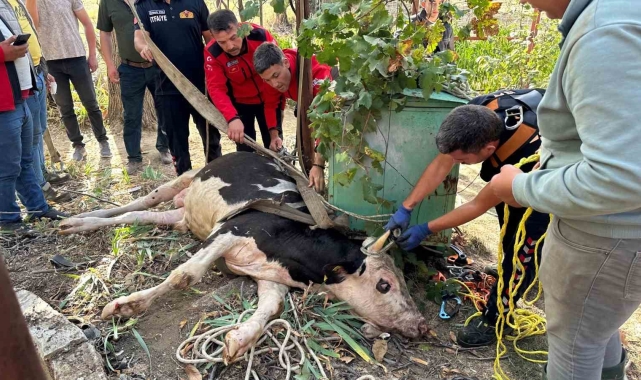 20 metrelik su kuyusuna düşen ineği itfaiye kurtardı