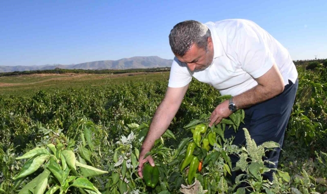ABD'nin kapya biberi Malatya'dan