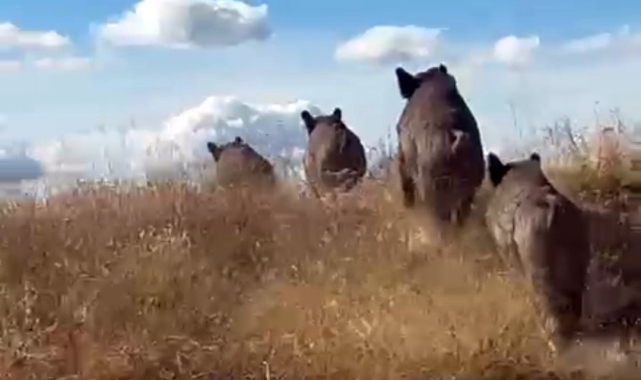 Ahlat'ta domuz sürüsü görüntülendi