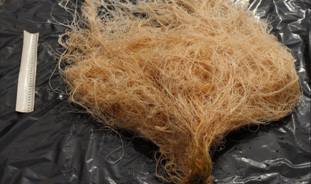 Akdeniz Üniversitesi, &quot;Cevval&quot; adı verilen yeni tür domates anacı geliştirdi