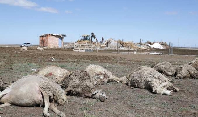 Aksaray'da sürüye saldıran kurtlar 100 koyunu telef etti