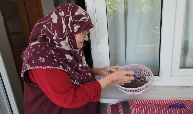 Amasya'da annesinin terk ettiği kumru yavrusuna 78 yaşındaki kadın sahip çıktı