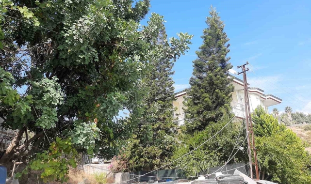 Antalya'da ağaç dalları arasından giden elektrik hattı tedirginliği