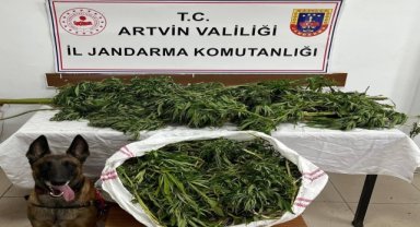 Artvin'de uyuşturucu operasyonunda 1 şüpheli tutuklandı
