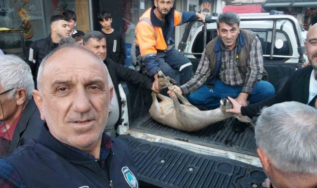 Artvin'de dereye düşen karacayı vatandaşlar kurtardı