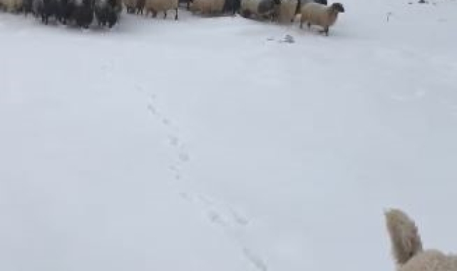 Artvin'de kar yağışı sürü sahiplerine zor anlar yaşattı
