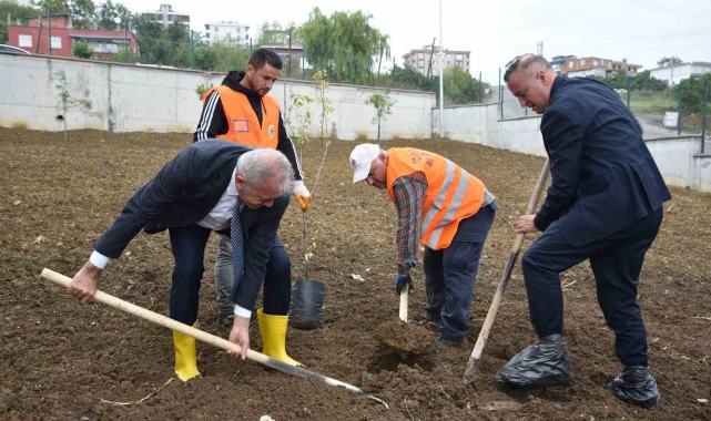 Atakum'daki okullarda meyve ağaçları yetiştirilecek