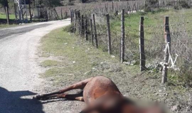 Atı silahla vurup, yol kenarına attılar