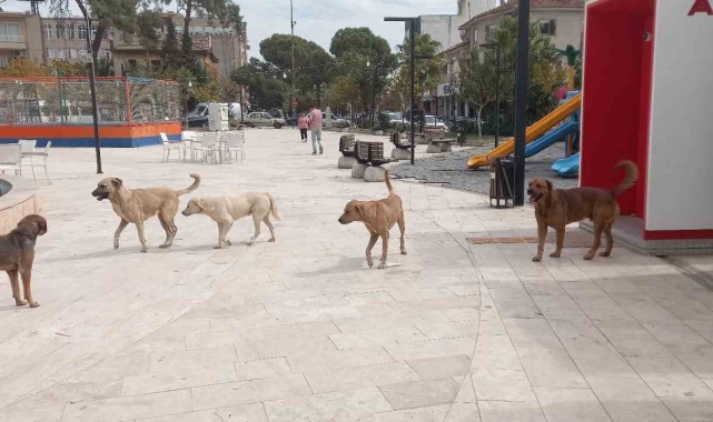 Aydın'da 'sokak köpekleri sorunu' büyüyor
