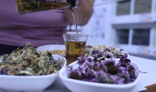 Bağışıklık sistemini güçlendiren dört bitki karışımı: 'Amber çiçeği çay'