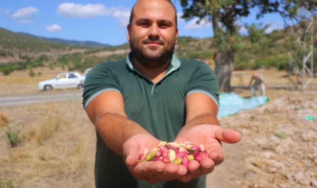 Başkentli çiftçiler 'yeşil altının' üretim kapasitesinin artırılması için aşılama desteği bekliyor