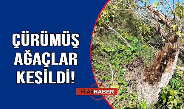 Belediye ekipleri harekete geçti