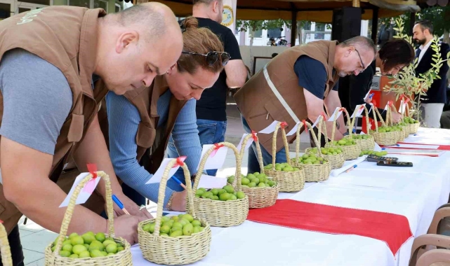 Belen'in tescilli zeytinleri yarıştı