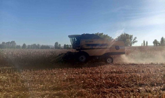 Beylikova Belediyesi danelik mısır hasadına başladı