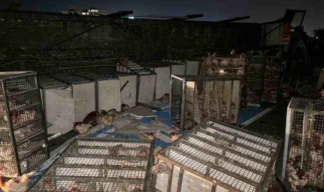 Beypiliç'in tavuk yüklü kamyonu devrildi: Yüzlerce tavuk telef oldu