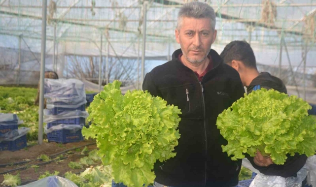 Bilecik'te 1 milyon 126 bin adet marul fidesi dağıtılacak