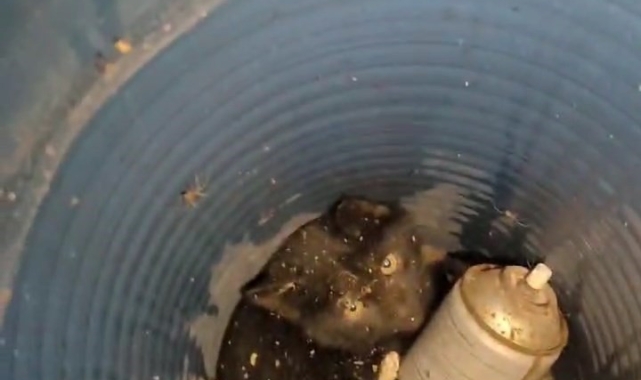 Bingöl'de borunun içerisinde mahsur kalan kedi kurtarıldı