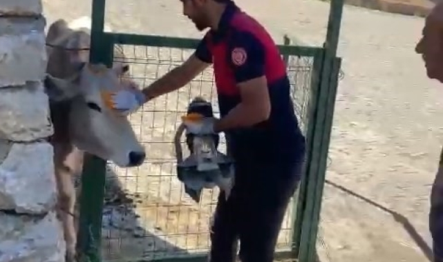 Bingöl'de demir kapıya sıkışan inek kurtarıldı
