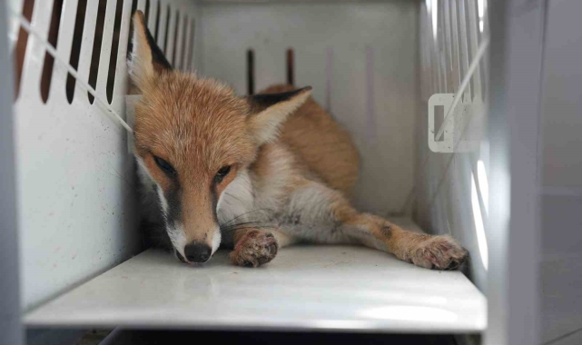 Bitkin halde bulunan tilki özel bakım sayesinde hayata tutundu