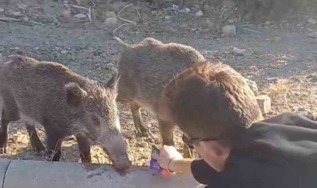 Bodrum'da aç kalan domuzları elleriyle beslediler