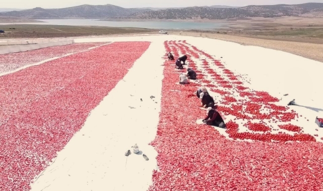 Bozkırda kurutulan domatesler işlendikten sonra yurt dışına gönderiliyor