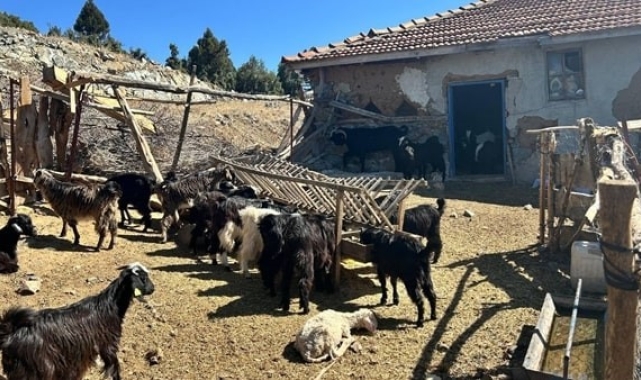 Burdur'da kaybolan 42 küçükbaş hayvan jandarma ekipleri tarafından bulundu