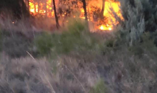 Bursa'da korkutan orman yangını