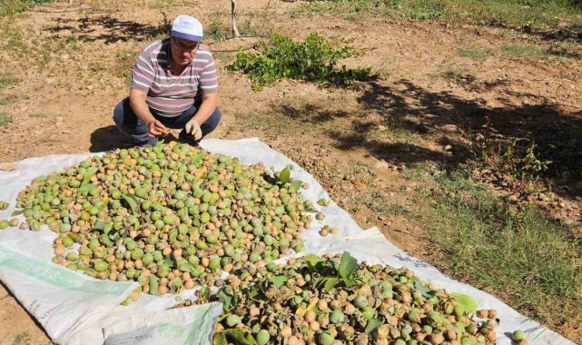 Çameli'de 2024 sezonu ceviz hasadı başladı