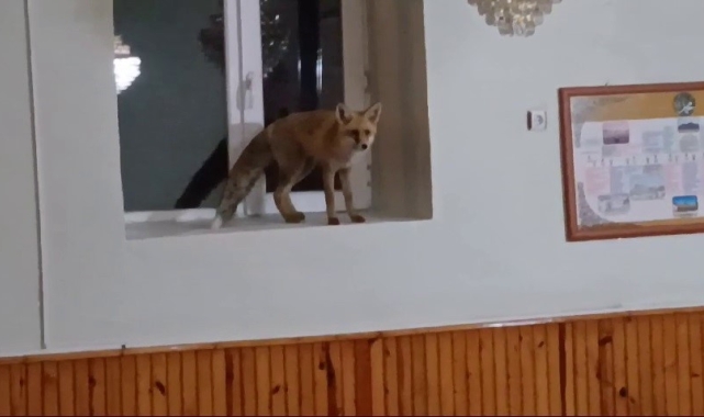 Camiye giren tilki gülümsetti